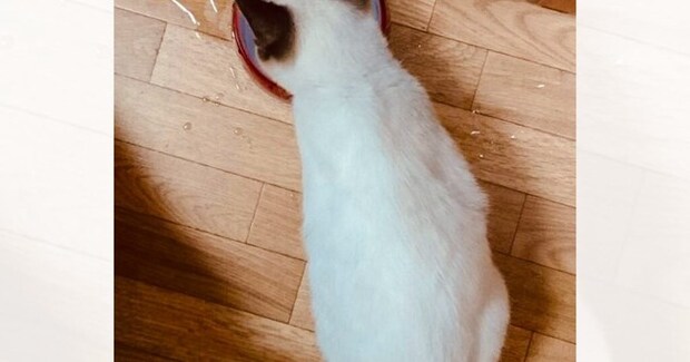 保護したときは『こんなに白かった子猫』が、現在…同じ猫とは思えない『色の変化』に12万いいね「変わりすぎｗ」「えええ」と驚きの声