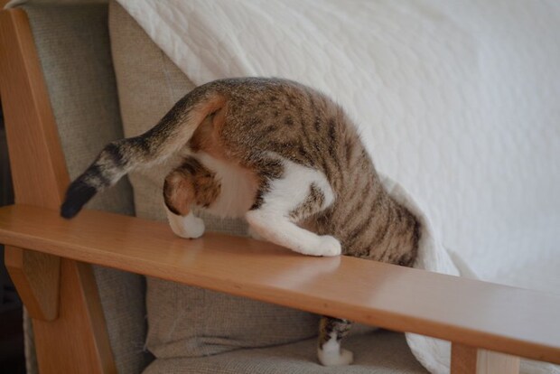 隠れようとする猫