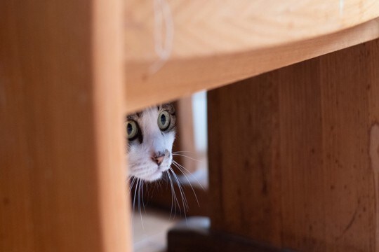 猫が『隠れてご飯を食べている』ときの理由5つ　考えられる心理から食事環境の整え方まで