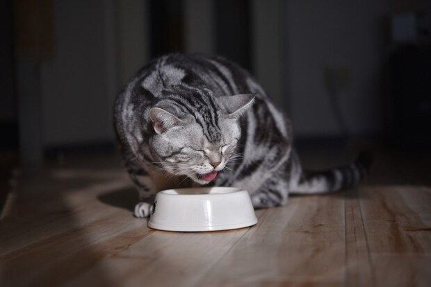 物を言いたげにご飯を食べる猫