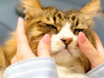 元野良ネコの『触っても大丈夫な場所』を調査→NGゾーンに突入した瞬間…『驚きの反応』に爆笑「ぱっかーんｗｗ」「ファンサービス最高」