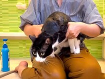 白黒ネコとママが初めて一緒にお風呂に入った結果→思わず笑ってしまう『まさかの行動』に反響「怖かったのね」「まさにロケット発射ｗｗ」