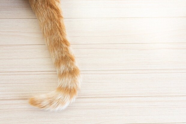 猫の尻尾単体