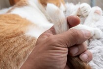 猫が『尻尾を触られると怒る』4つの理由　守ろうとする意味や信頼を失うNG行為も解説