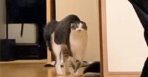 体を膨らませて興奮状態のネコ→まさかの『歩き方』で…面白すぎる瞬間が48万再生「初めて見た動きに爆笑」「コーヒー吹いたｗ」