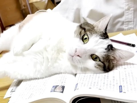 テスト勉強中のお兄ちゃん→ネコが教科書の上に乗って…絶対に無視できない『応援の様子』が話題「強い意志を感じる」「状況が悪化していくの草」