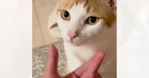見つめてきた猫の『ほっぺを優しく撫でた』結果…まさかのリアクションが83万再生「目がマジｗｗ」「意志が強いｗ」と爆笑の声