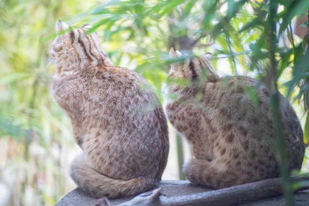 アムールヤマネコ