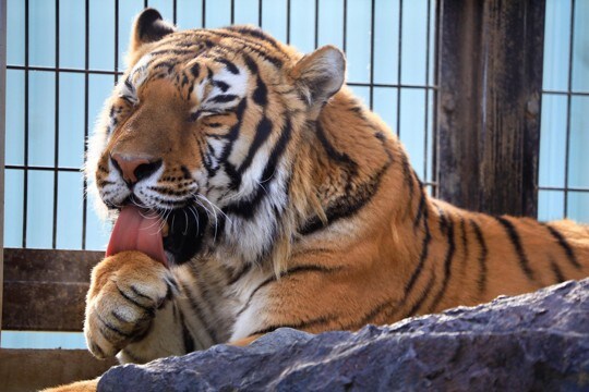 猫と『ネコ科動物』の違いや共通点6選　異なる習性からそっくりな行動までご紹介