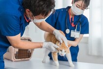 猫の『動物病院』を選ぶときのポイント4つ　愛猫の健康を守るために重視したい条件とは