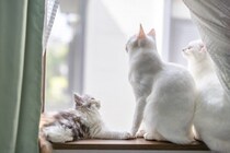 猫が心待ちにしている『楽しみな時間』6選　愛おしくなる愛猫の心理から接し方のポイントまで