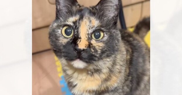鳴き声が特徴的なサビ猫→名前を呼んでみると、『にゃ~』ではなく…可愛すぎる『お返事』が24万再生「ん?ってw」「ガチたまらん」と反響