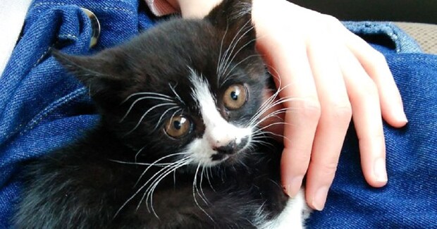 交通事故に遭ったとみられる『小さな子猫』を保護→6年後…幸せいっぱいな『現在の光景』に感動の声「愛情が伝わる」「本当に良かった」