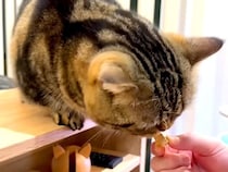 ４歳の誕生日を迎えたネコ→マグロのおやつをあげようとしたら…パパに降りかかった『思わぬハプニング』に「名誉の負傷」「笑った」と反響