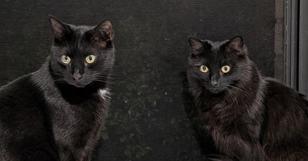『顔がそっくりな2匹の黒猫』→見分け方が……素敵すぎる光景に12万いいねの大反響「個性を感じれて素晴らしい」「しっぽがすごい」