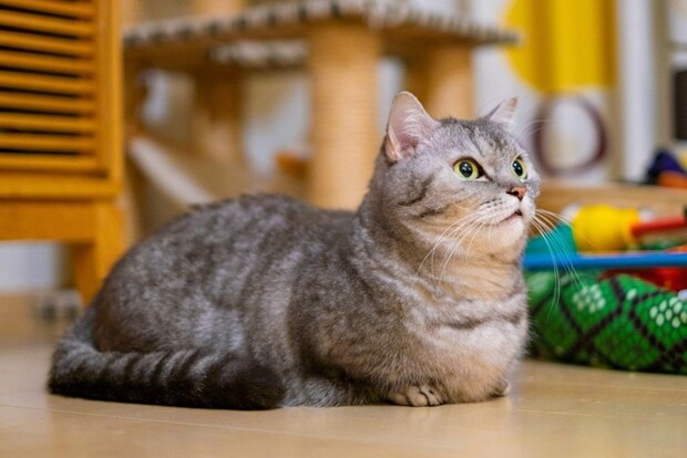 マンチカン_猫_短足