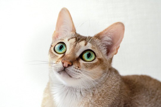 大きくならないとされている『小型の猫種』3選　種類別の特徴や魅力、飼う際の注意点まで