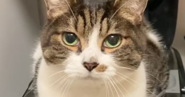 キッチンに入って後ろを振り返ったら…思わず笑っちゃう『ネコの様子』が57万再生「似合ってるよｗｗ」「可愛すぎて歯食いしばった」と反響