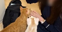 妹が泊まりにやって来ると、家にいた『2匹の猫』が…可愛くてたまらない1日の様子に「羨ましい～！」「メロメロになっちゃうね」と反響