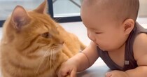赤ちゃんからの積極的なスキンシップに……お兄ちゃん猫が見せた『優しすぎる対応』が42万再生「なんて温厚なんだ」「尊いしかない」と絶賛