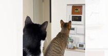 ハト時計を真剣に見つめる2匹の猫→『理由』が……あまりにも『賢すぎる行動』が47万再生「すごい」「めっちゃかわいいｗ」と絶賛