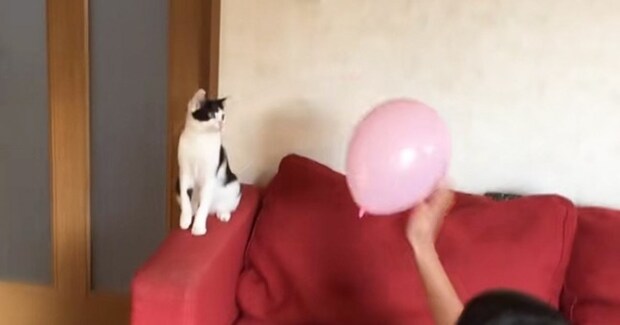 子どもたちが風船を猫にパスすると…まるで部活動のような『微笑ましすぎる光景』が19万再生「コーチの立ち位置」「ちゃんと配球してるw」