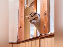 帰宅すると、元保護猫が玄関でお出迎えしてくれて…想像以上の『熱烈大歓迎』が14万再生「予想の500倍くらいウキウキ」「フォルムが天才」