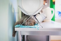 『猫用の食器』を清潔にする洗い方4選　洗剤は何を使えばいいの？