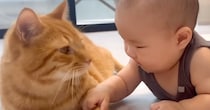 赤ちゃんからの積極的なスキンシップに……お兄ちゃん猫が見せた『優しすぎる対応』が42万再生「なんて温厚なんだ」「尊いしかない」と絶賛