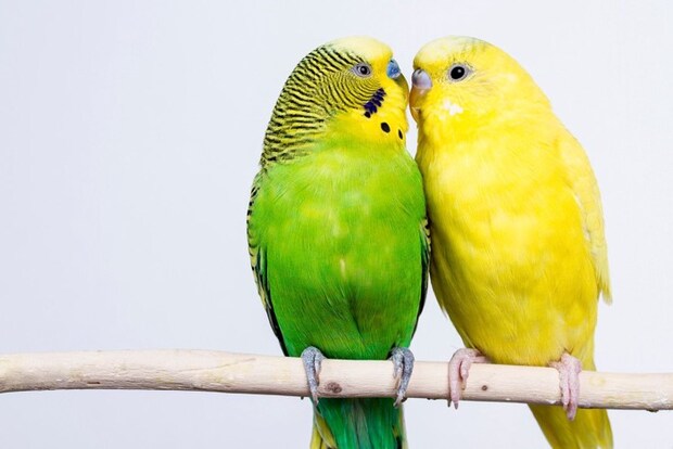 仲良く並ぶセキセイインコ