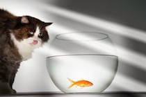 猫と暮らすのに向いていない『相性の悪い動物』3選　互いに与える悪影響や思わぬトラブルの危険性まで