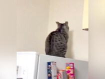 壁に向かって動かない猫→様子をうかがうと、振り向いて…想像以上に『気持ちがダダ漏れな光景』に「何があった」「全面に出すタイプｗｗ」と爆笑