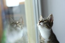 猫と暮らす家を選ぶときに大切な条件7つ　安全で快適な生活を送る選び方のコツ