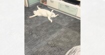 連休中、部屋の隅を見たらネコが…まるで休日のお父さん『面白すぎる寝相』が50万再生「なんちゅー格好ｗ」「ギャグ漫画に出てきそうで笑った」