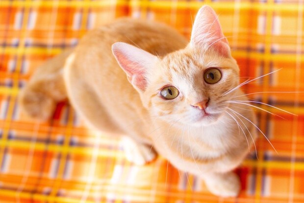 こちらを見上げる猫