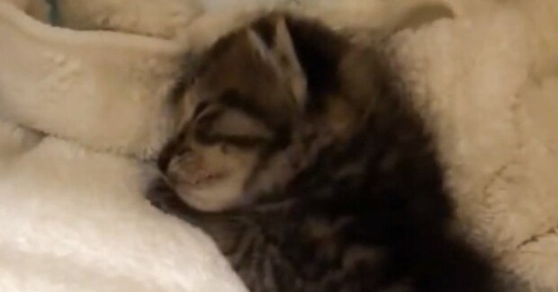 泥水の中で鳴いていた『176グラムの小さな子猫』→保護された結果…現在の『まさかの光景』に「想像以上で笑ったｗ」「伸び伸びと成長したねｗ」