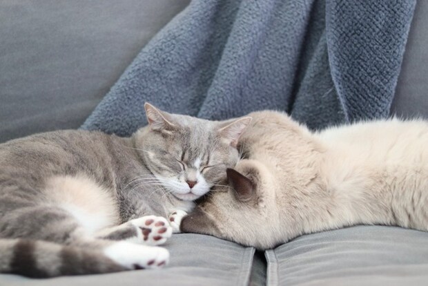 ソファでくっついて眠る2匹の猫