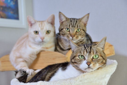 猫にとって『1匹飼い』と『多頭飼い』どちらがいいの？知っておきたいメリット・デメリットとは