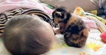 お昼寝している『赤ちゃん』のもとに『三毛猫の赤ちゃん』がやって来ると…尊すぎる瞬間が265万再生「超癒された」「赤ちゃんだらけだね」