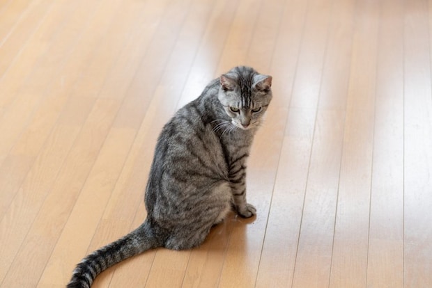 座って後ろを向く猫