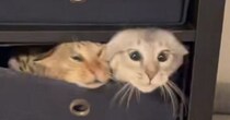 まったりしていた2匹の猫→『おやつの引き出しが開いた』次の瞬間…想像を超えてくる反応が78万再生「ヤバすぎｗ」「とんでもない顔ｗ」