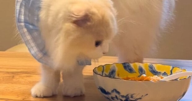 1日かけて煮込んだ『ママ渾身のカレー』に……猫が見せた『まさかの行動』が143万再生「面白すぎるｗ」「見た瞬間笑った」と爆笑の声