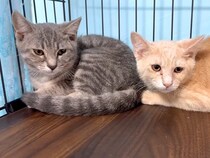 おびえて固まっていた、２匹の元野良猫→愛情込めてお世話した結果…あまりにも尊い『初めての行動』に「嬉しいね」「慣れてきて良かった」