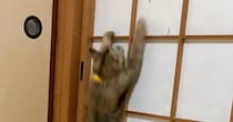 『障子』を登り始めた猫→頂上に到達すると…笑わずにはいられない光景に３万いいね「面白すぎて止められないよね」「最後声だして笑った」