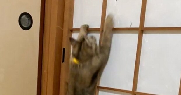 『障子』を登り始めた猫→頂上に到達すると…笑わずにはいられない光景に３万いいね「面白すぎて止められないよね」「最後声だして笑った」