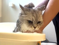 ３匹の長毛ネコをお風呂に入れた結果→ドライヤーハウスで乾かそうとしたら、１匹が…『まさかの行動』に爆笑「衝撃的だった」「新たな才能」