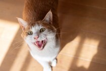 猫が『要求鳴き』をしてくる理由4選　考えられる心理や飼い主が取るべき対処法