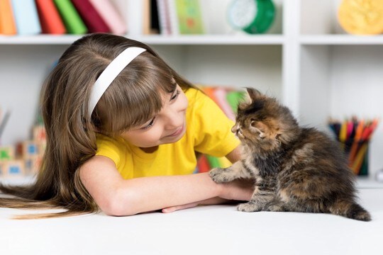 子猫の『社会化期』に身に付けたいこと3つ　慣れさせておくべき理由やトレーニング術も解説