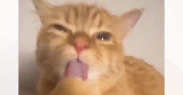 夢中になって毛づくろいしていたネコ→飼い主さんが離れると…まさかの『可愛すぎる表情』に11万いいね「いやぁぁ腹立つ」「可愛すぎて無理」