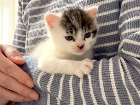 保護２日目の赤ちゃんネコ→かまってほしそうな様子で…悶絶級の『まさかのアピール』が11万再生「髪型イケメン」「バンザイ姿が可愛すぎる」